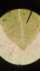 Fissidens osmundioides