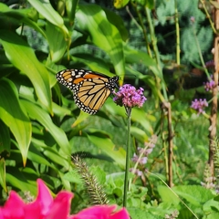 Danaus plexippus