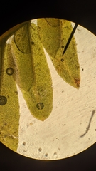 Fissidens osmundioides