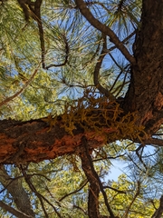 Arceuthobium campylopodum