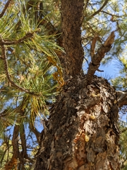 Arceuthobium campylopodum