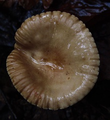 Lactarius subplinthogalus