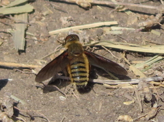 Poecilanthrax lucifer