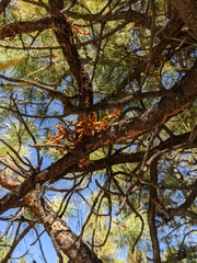 Arceuthobium campylopodum