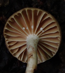 Lactarius subplinthogalus