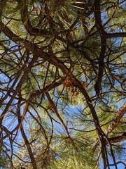 Arceuthobium campylopodum