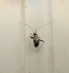 Phytocoris tiliae