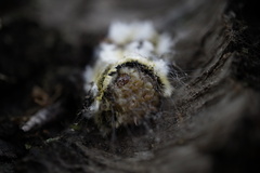 Megalopyge defoliata