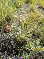 Oxytropis lambertii
