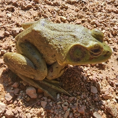 Lithobates catesbeianus