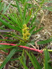 Stillingia texana