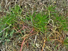 Stillingia texana