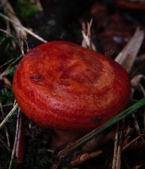 Lactarius peckii