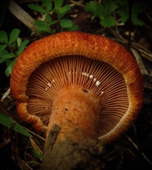 Lactarius peckii