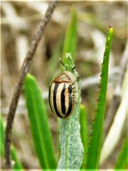 Agroiconota bivittata