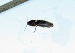Elateridae