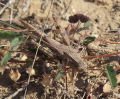 Spharagemon cristatum