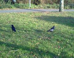 Corvus frugilegus