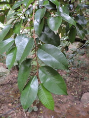 Chrysophyllum inornatum