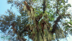 Cenostigma pluviosum