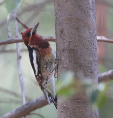 Sphyrapicus ruber × nuchalis