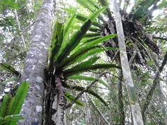 Thamnopteris