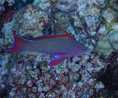 Pseudanthias squamipinnis