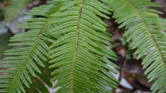 Sticherus quadripartitus