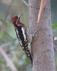 Sphyrapicus ruber × nuchalis