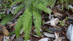 Sticherus quadripartitus