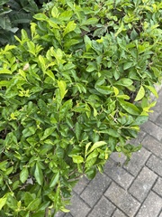 Duranta erecta