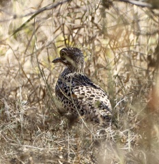 Burhinus capensis