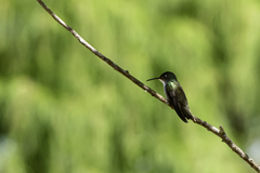 Saucerottia cyanocephala