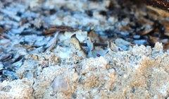 Neoantrodia serialis