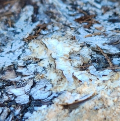 Neoantrodia serialis