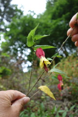Callianthe megapotamica