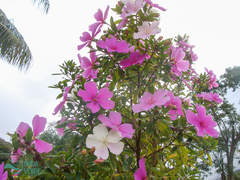 Tibouchina