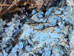 Neoantrodia serialis