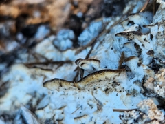 Neoantrodia serialis