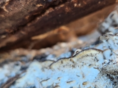 Neoantrodia serialis