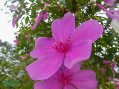 Tibouchina