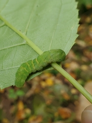Euplexia benesimilis