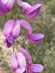 Lathyrus vestitus alefeldii