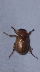 Cyclocephala lurida