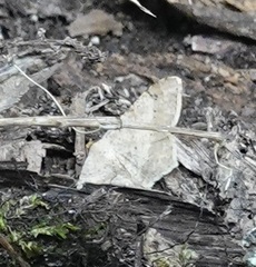 Psamatodes abydata