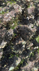 Kretzschmaria deusta