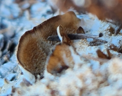 Neoantrodia serialis