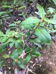 Archidasyphyllum diacanthoides