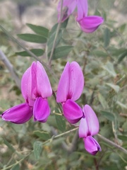 Lathyrus vestitus alefeldii