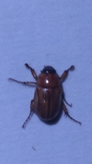 Cyclocephala lurida